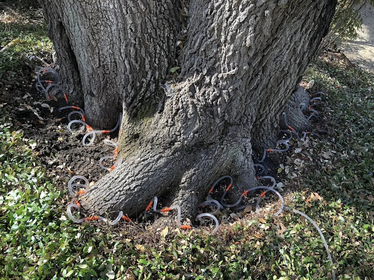 Detailed Tree Cabling and Bracing job site in Batesburg